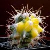 Echinocactus_parryi_variegata